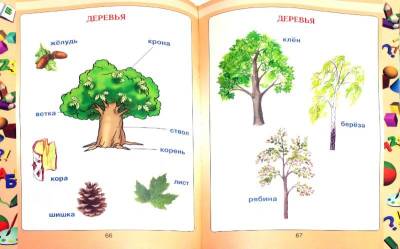 Первая книга малыша. Энциклопедия